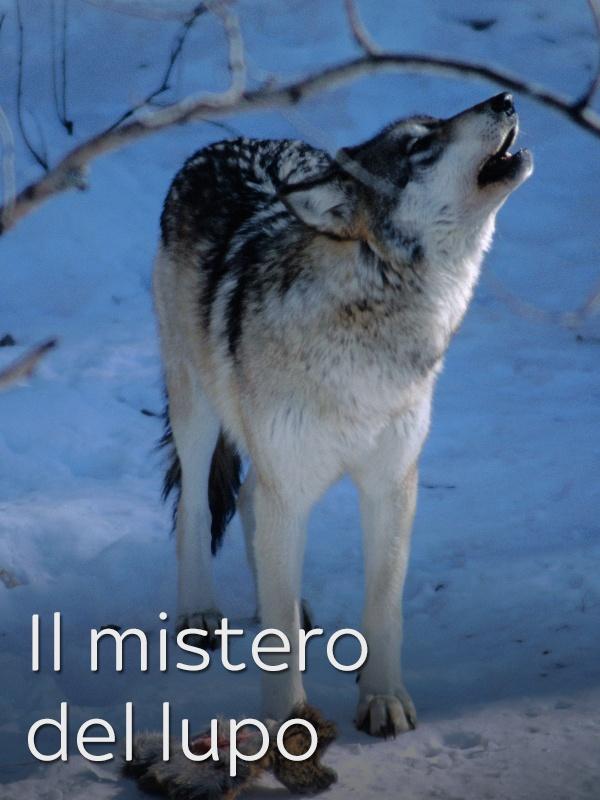 Il mistero del lupo