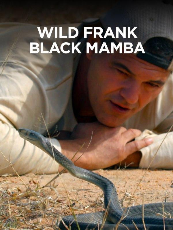 Wild frank black mamba