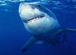 Gli squali piu' pericolosi del...