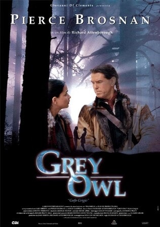 Grey owl - gufo grigio