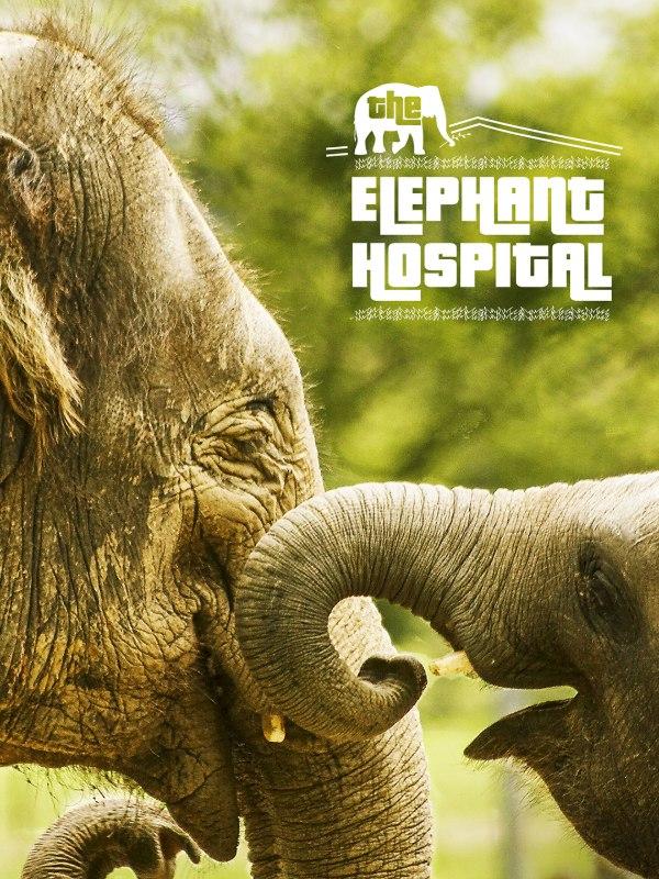 L'ospedale degli elefanti
