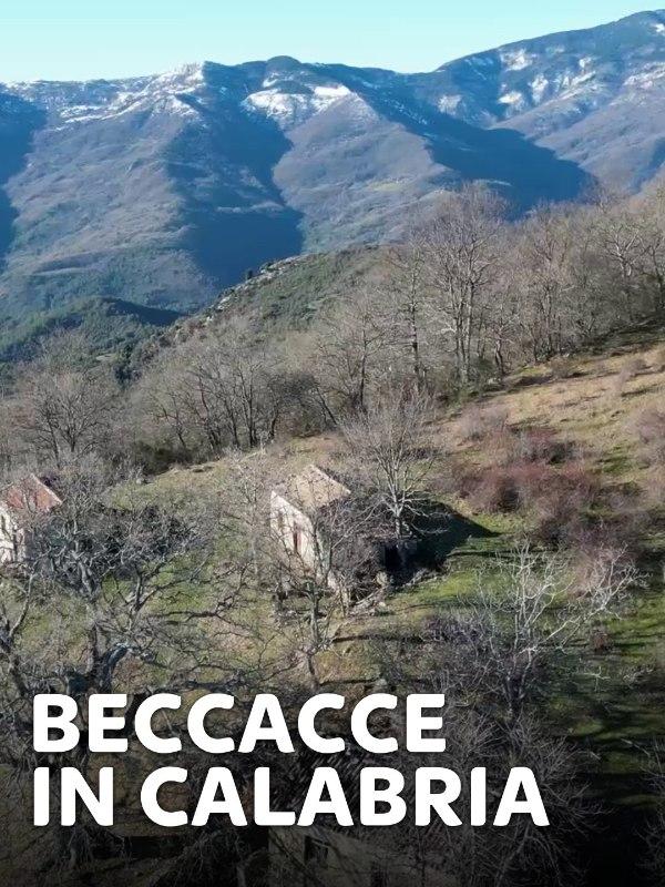 Beccacce in calabria 1