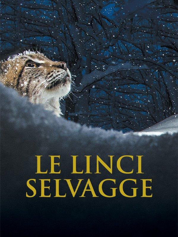 Le linci selvagge