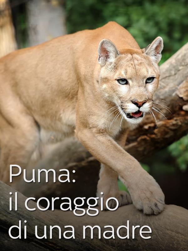 Puma: il coraggio di una madre