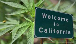 Le iene show California e cannabis liberalizzata