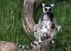Madagascar: l'isola dei lemuri