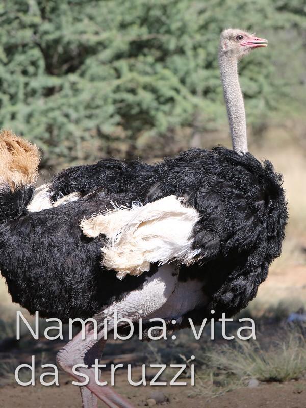 Namibia: vita da struzzi