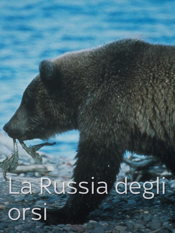 La russia degli orsi