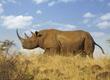 Saba e il segreto del rinoceronte