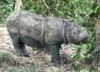 Missione wild: un rinoceronte da salvare