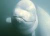 Missione wild: sos baby beluga