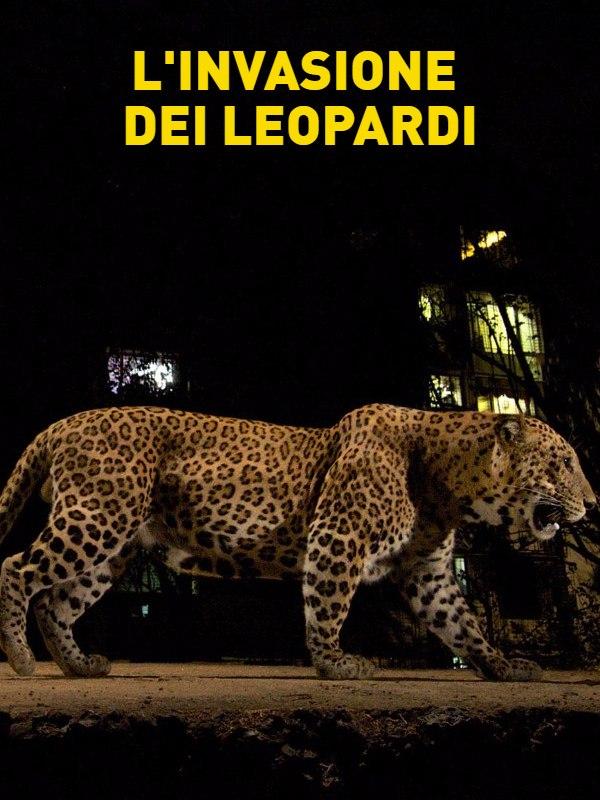 L'invasione dei leopardi