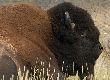 I bisonti di yellowstone