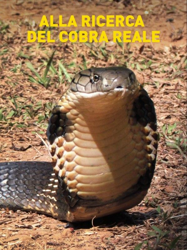 Alla ricerca del cobra reale