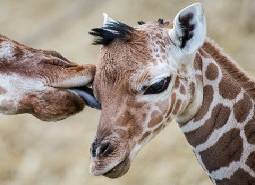 Giraffe: sull'orlo dell'estinzione