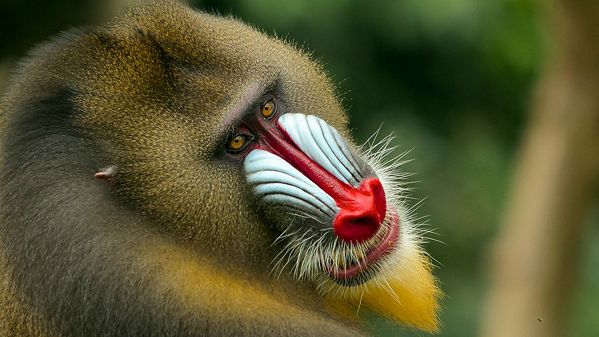 Monkeys: il pianeta dei primati