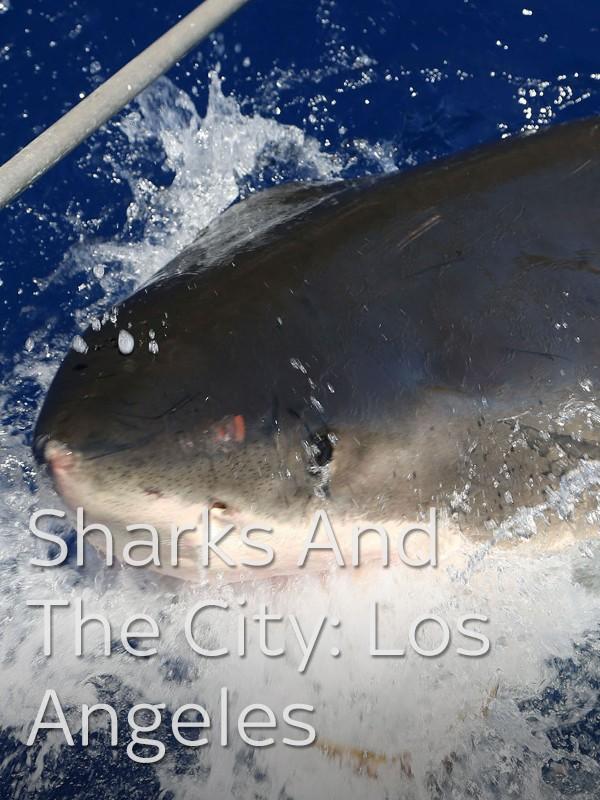 Sharks and the city: los angeles
