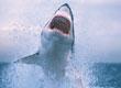 2001, l'estate degli squali