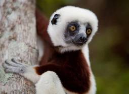 Madagascar: la perla dell''africa
