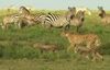 Alpha wild: ghepardi - veloci a tutti i costi