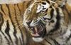 Alpha wild: gli ultimi paradisi - l'ultima tigre