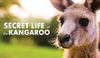 Secret life of the kangaroo