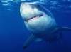 Gli squali piu'' pericolosi del... -  - 