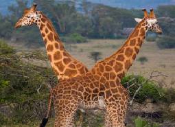 Giraffe: giganti d''africa