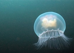 L''invasione delle meduse