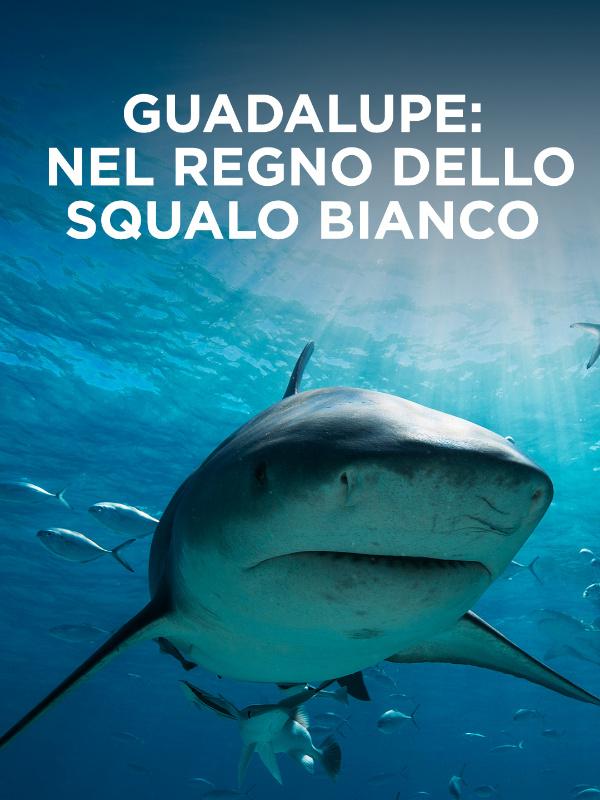Guadalupe: nel regno dello squalo bianco