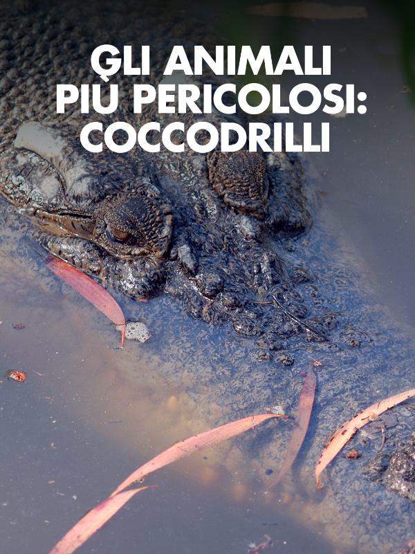 Gli animali piu' pericolosi: coccodrilli