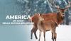 America: Un anno nella natura selvaggia