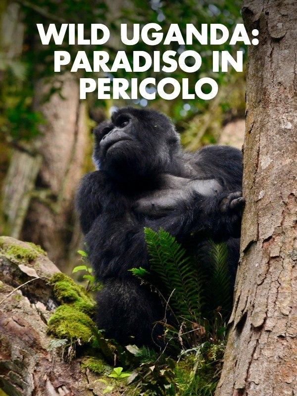 Wild uganda: paradiso in pericolo