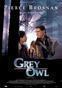 Grey Owl - Gufo grigio