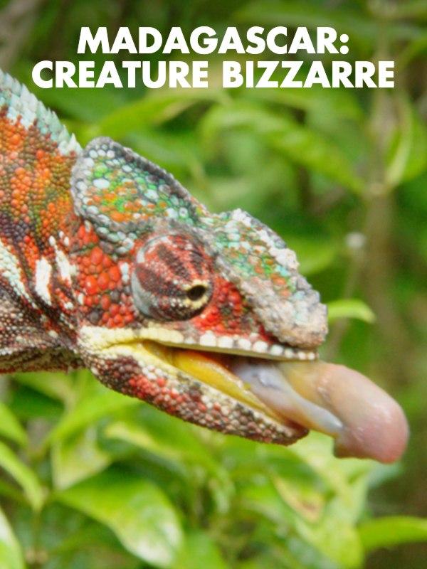 Madagascar: creature bizzarre