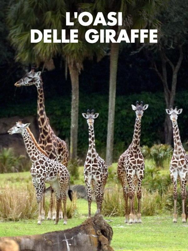 L'oasi delle giraffe