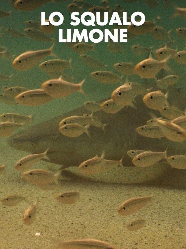 Lo squalo limone