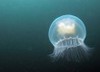 L'invasione delle meduse
