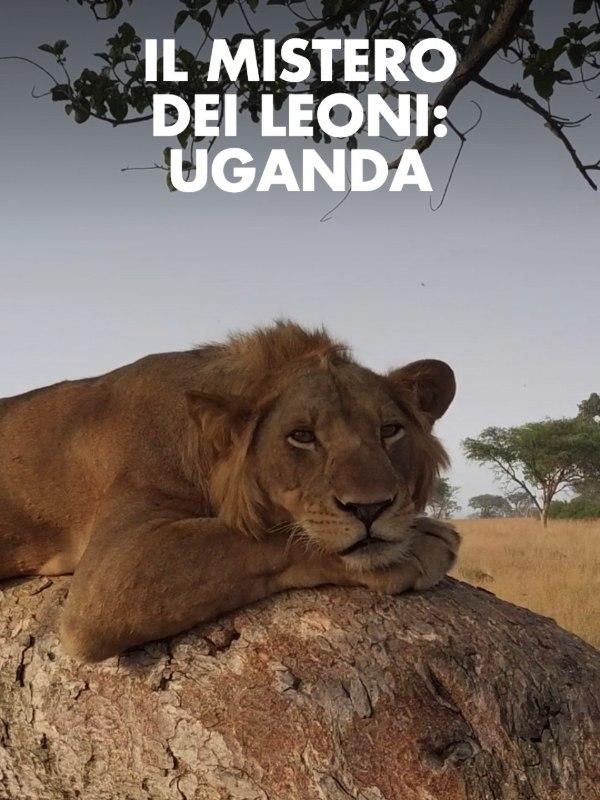 Il mistero dei leoni: uganda