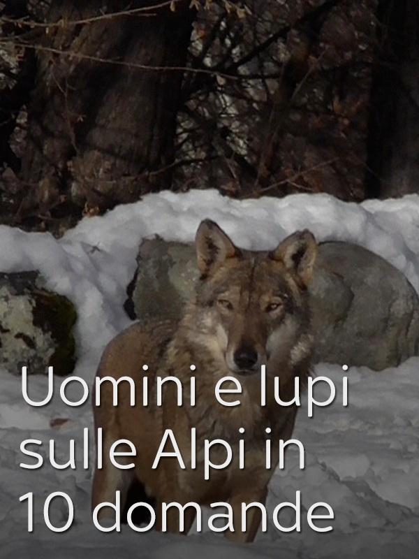 Uomini e lupi sulle alpi in 10 domande