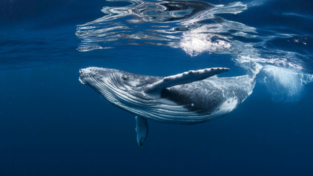 Il grande salvataggio delle balene -
