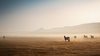 Wild Mongolia -