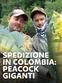 Spedizione in Colombia: peacock giganti