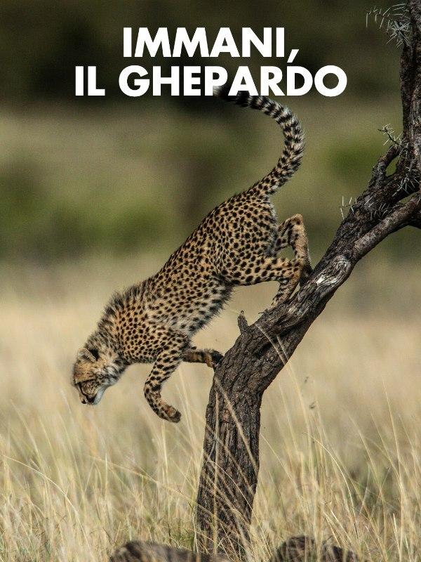 Immani, il ghepardo