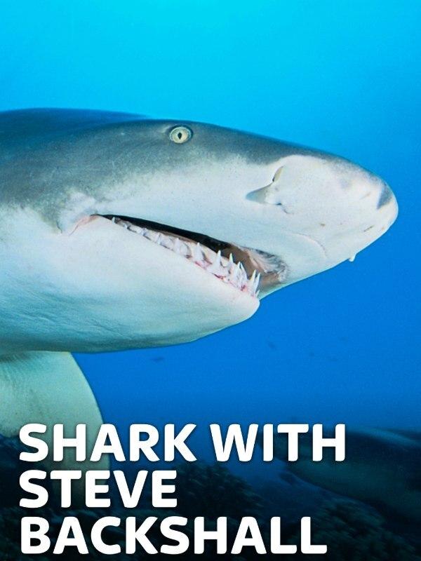 Shark with steve backshall