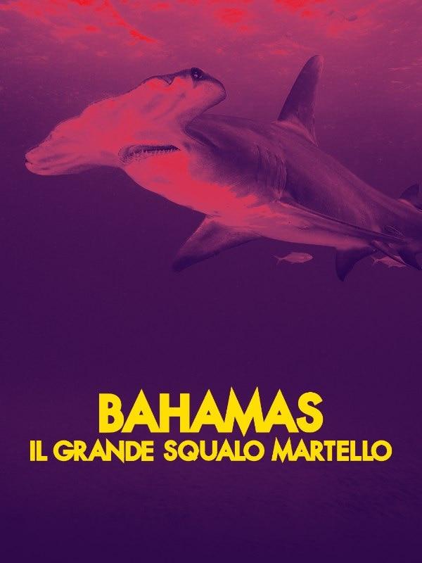 Bahamas: il grande squalo martello