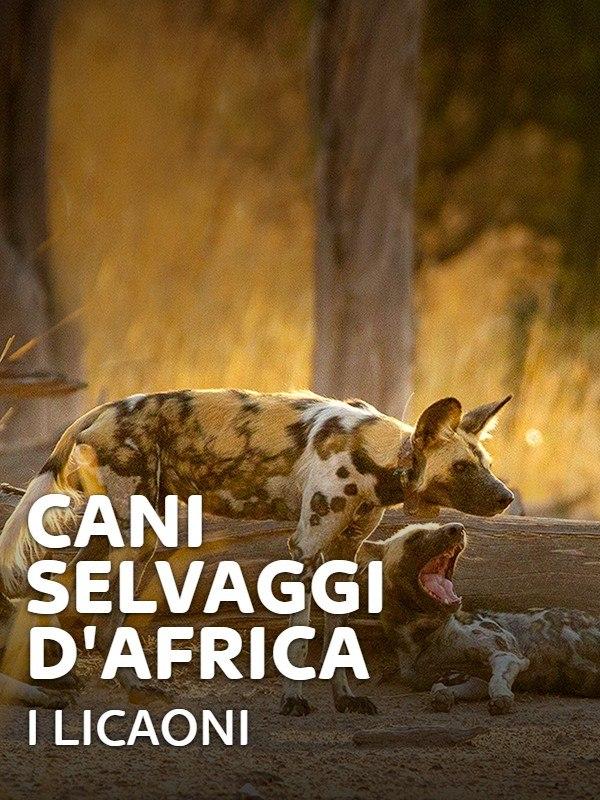 Cani selvaggi d'africa - i licaoni
