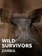 Wild Survivors - Zambia