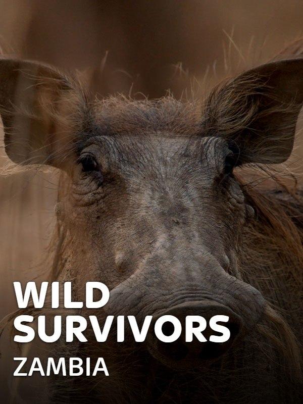 Wild survivors - zambia