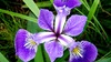 Avventure botaniche Iris e tulipani. Ep.